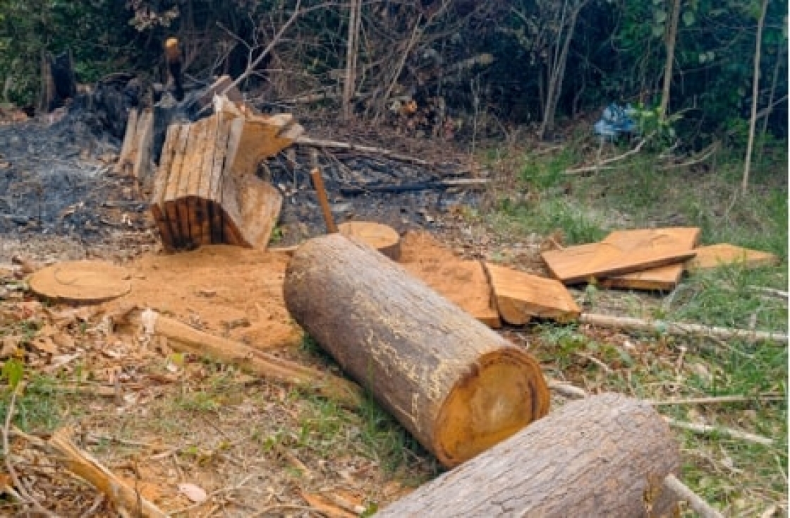 Dit is de oplossing tegen illegale houtkap.