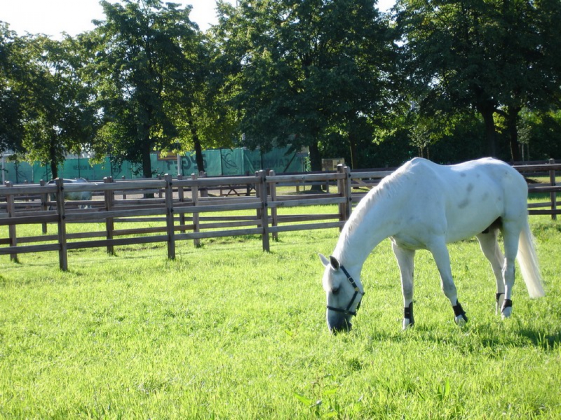 Installer une clôture pour chevaux.